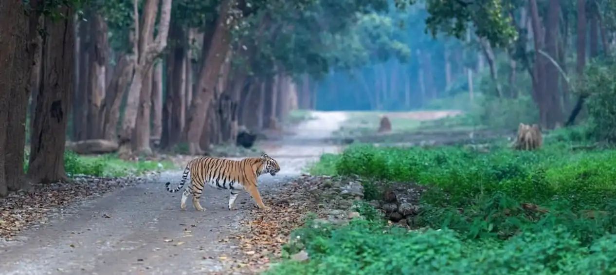 Dudhwa Jungle Safari