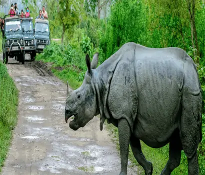 Dudhwa Jungle Jeep Safari